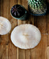 Premium Decor Mushroom Coral - Fungia